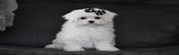 Maltese dogs for sale: Alice - Ad 5