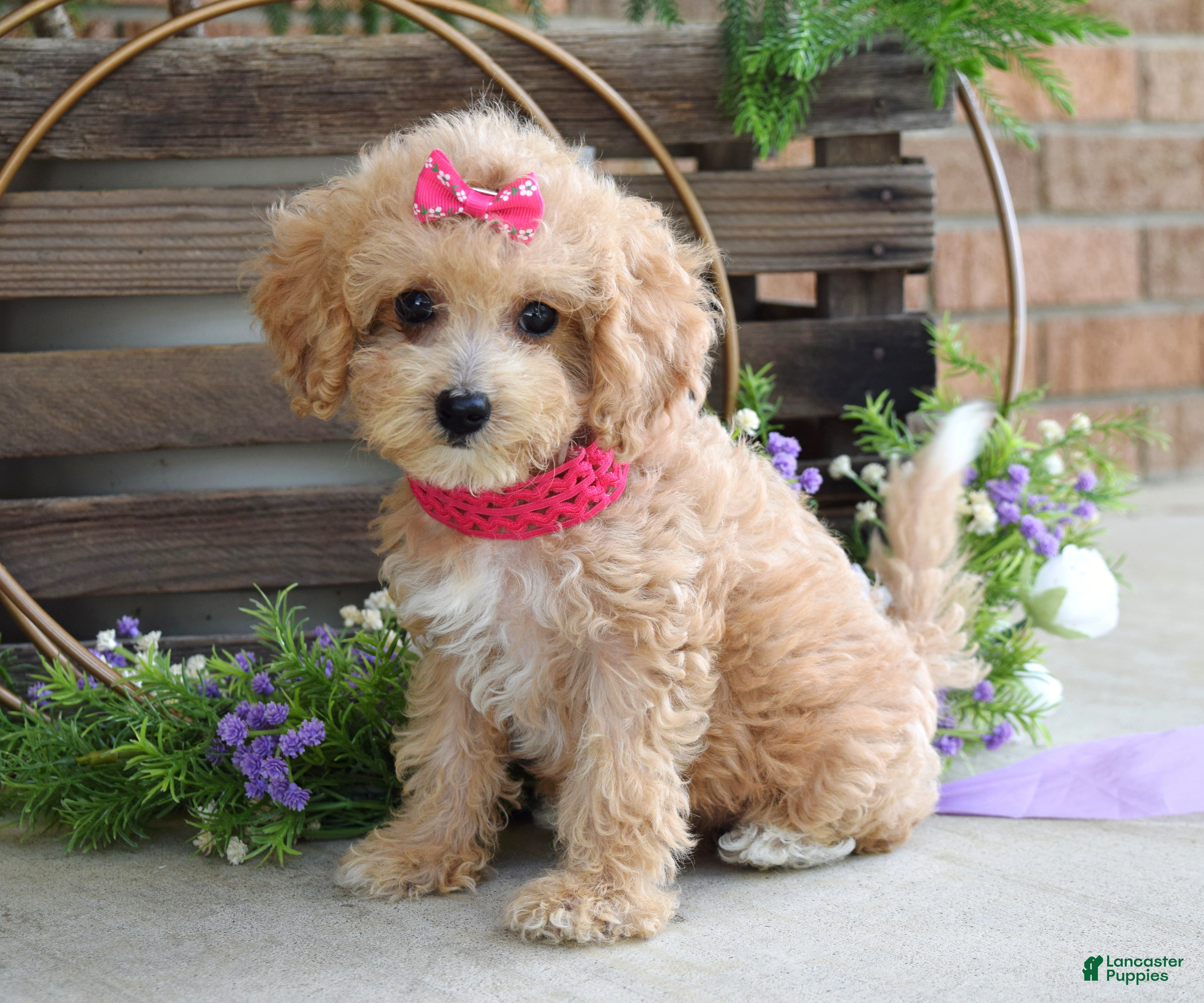 Maltipoo dogs Everly - Ad 2