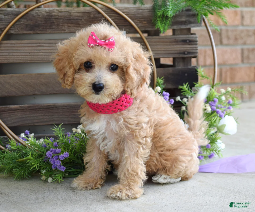 Maltipoo dogs for sale: Everly - Ad 2