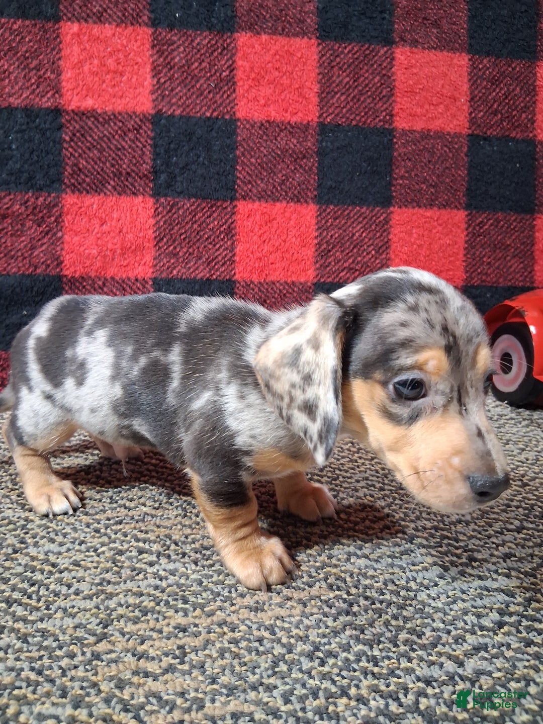 Miniature Dachshund dogs for sale: Rudolph - Ad 4