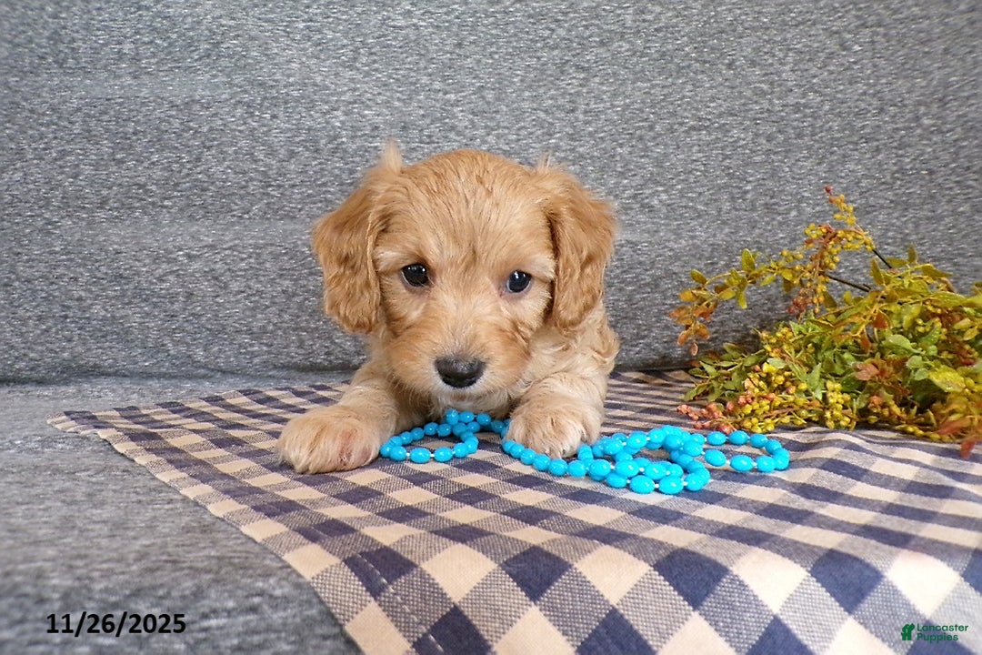 Cavapoo dogs for sale: Poncho - Ad 4