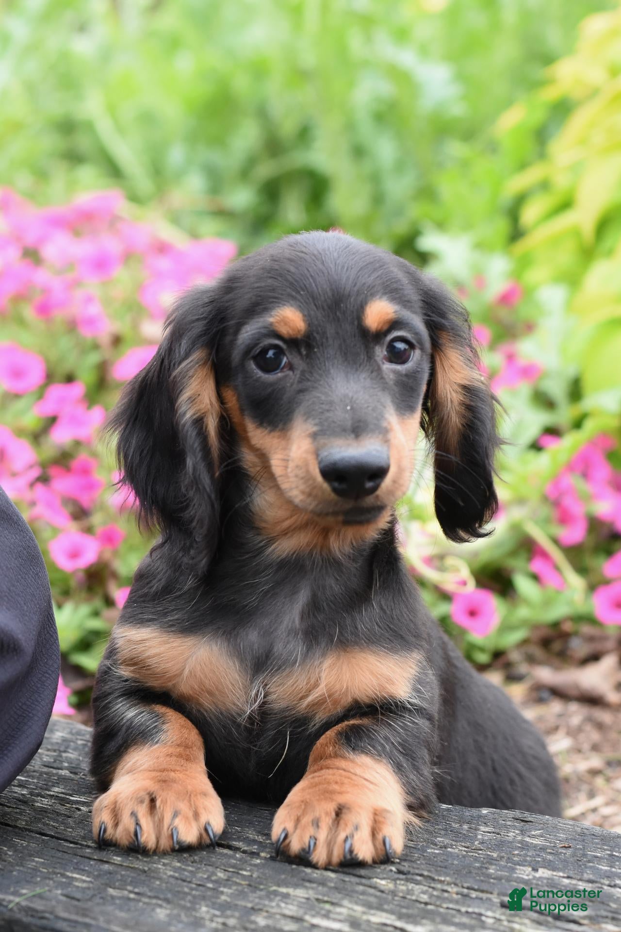 Miniature Dachshund dogs for sale: Colt - Ad 2