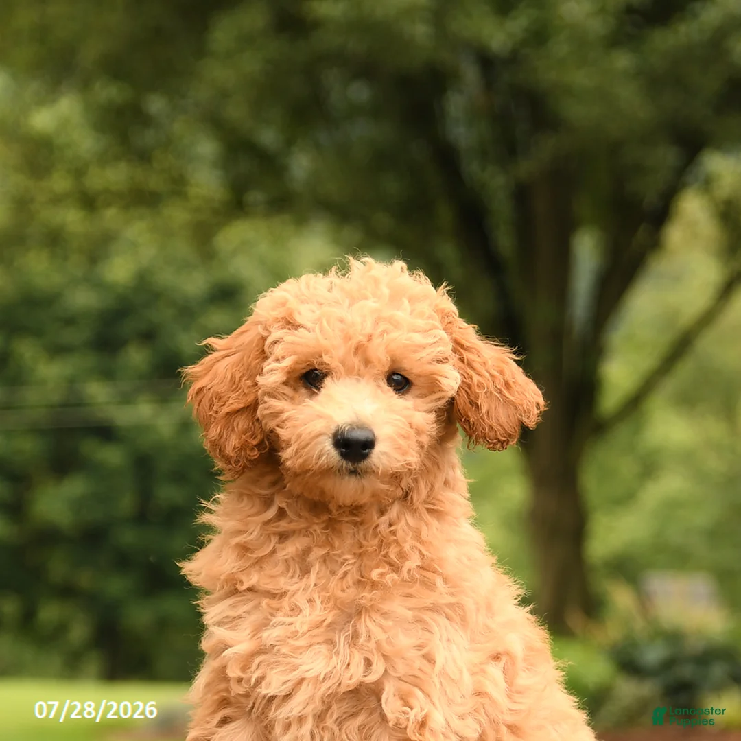 Mini Goldendoodle dogs for sale: Abby - Ad 2
