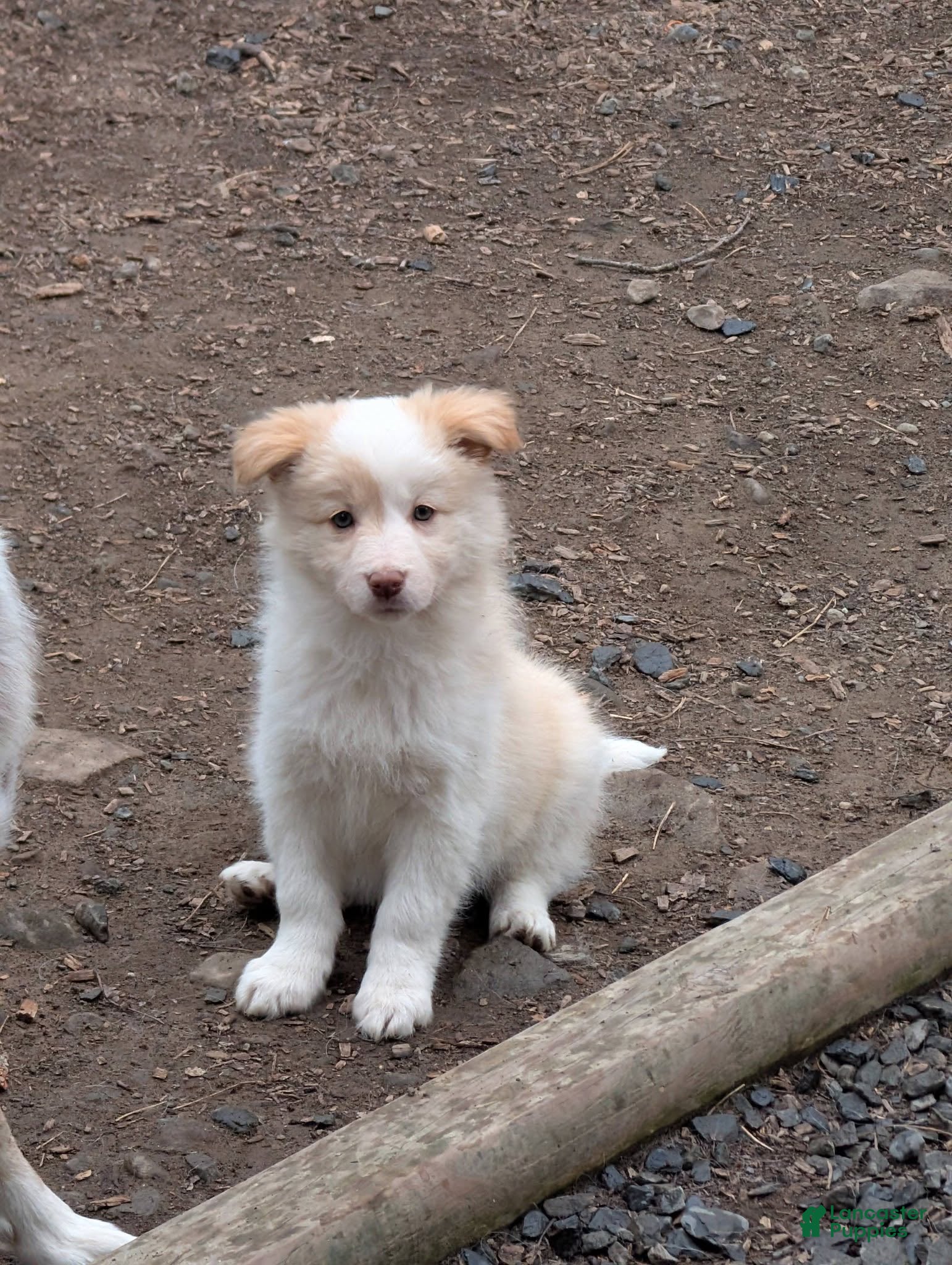 Border Collie dogs Female 1 - Ad 41
