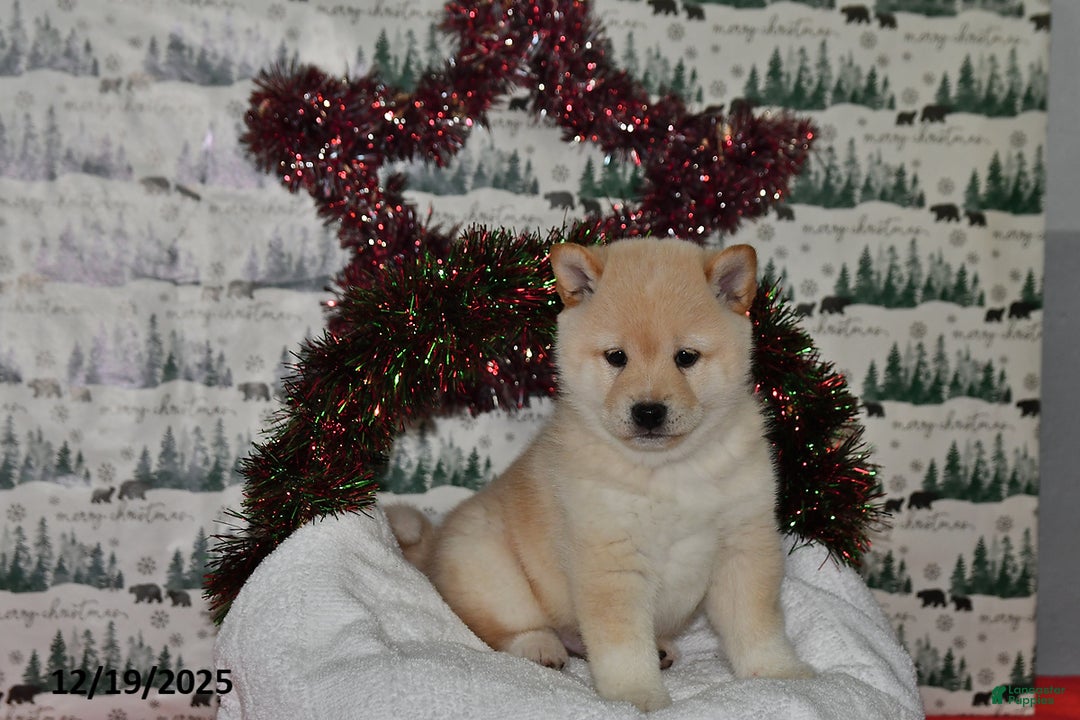 Shiba Inu dogs for sale: Benji - Ad 1