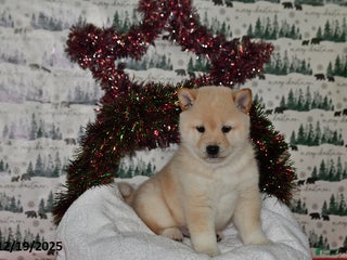 Shiba Inu dogs Benji - Ad 10