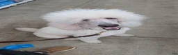Standard Poodle dogs for sale: Achilles - Ad 9