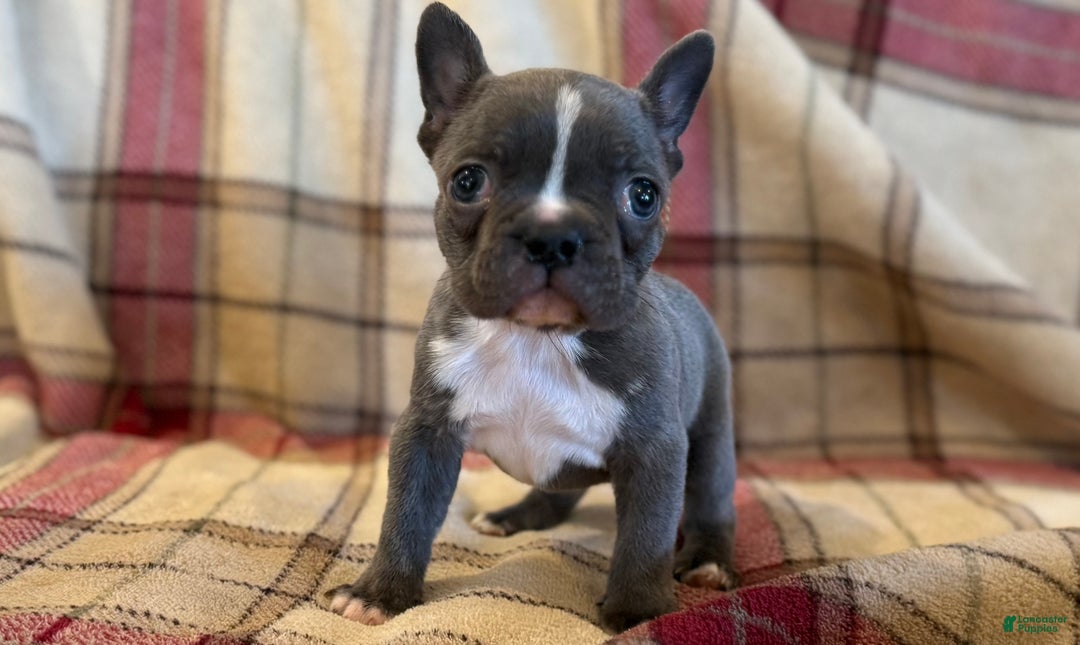 Frenchton dogs for sale: Tina - Ad 6