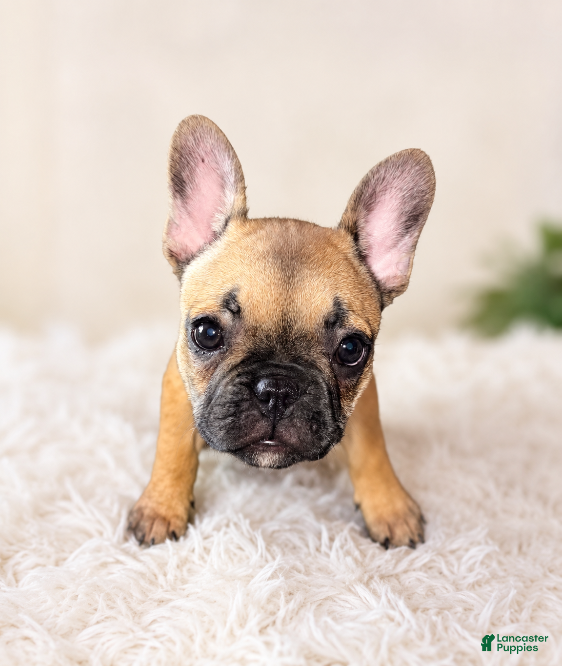 French Bulldog dogs  LIZZIE 💕 Our Sweet Little Fawn Frenchie! - Ad 1