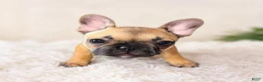  LIZZIE 💕 Our Sweet Little Fawn Frenchie!