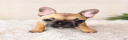 French Bulldog dogs for sale:  LIZZIE 💕 Our Sweet Little Fawn Frenchie! - Ad 1
