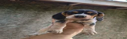Beagle dogs for sale: Girl 3 - Ad 6