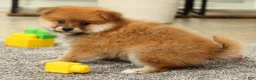 Pomeranian dogs for sale: Moe - Ad 6
