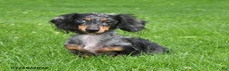 Miniature Dachshund dogs for sale: Charlie - Ad 6