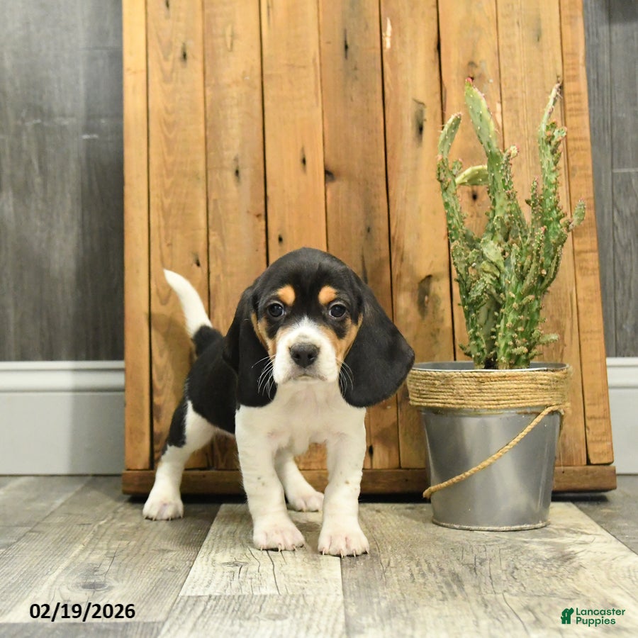 Beagle dogs Max - Ad 1