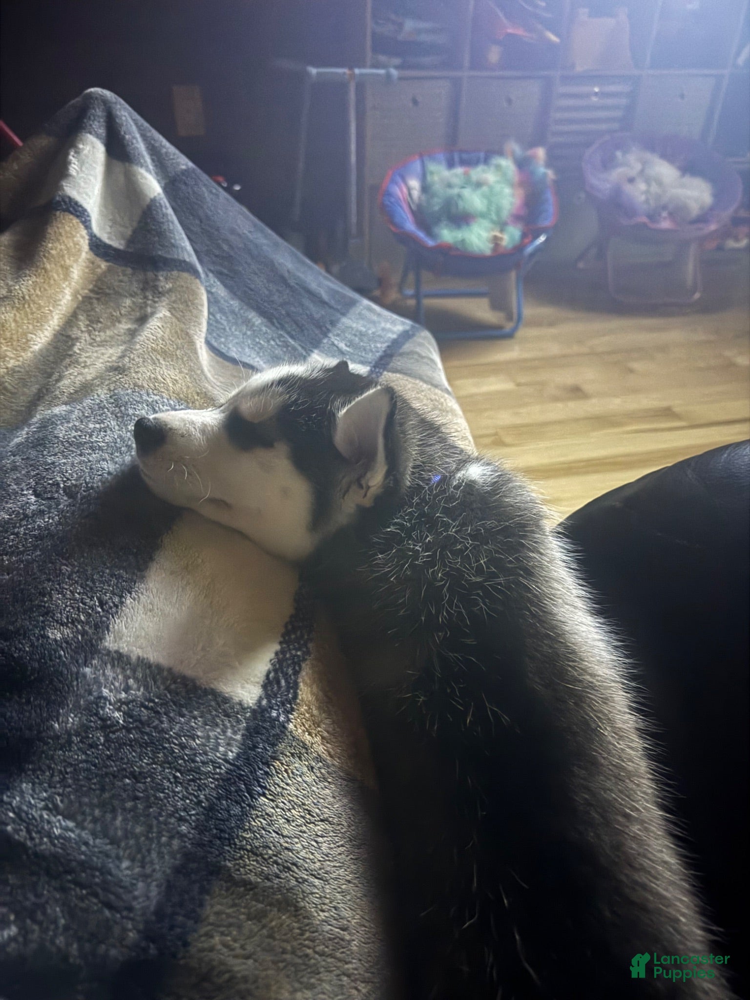 Siberian Husky dogs Peanut 🥜  - Ad 2