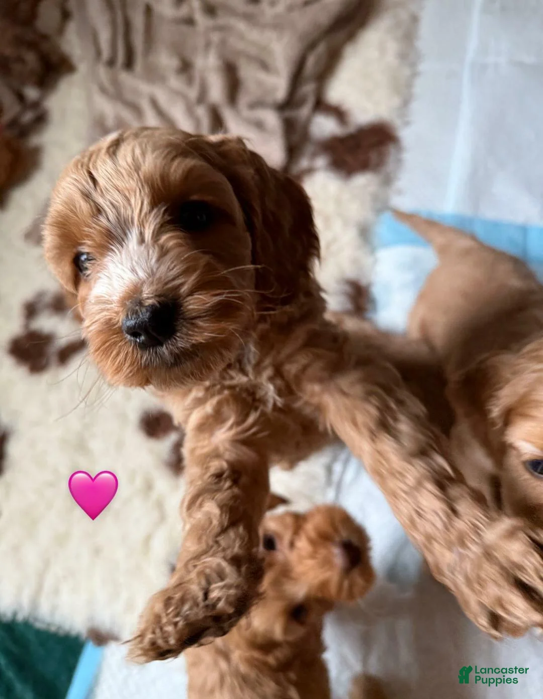 Cavapoo dogs for sale: Britney  - Ad 26