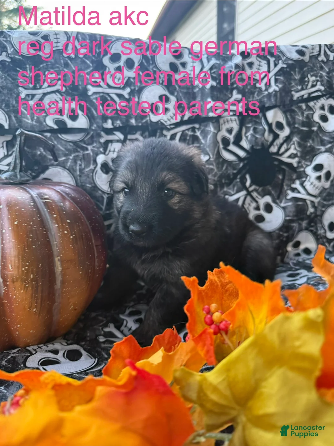 German Shepherd dogs for sale: Matilda  - Ad 1