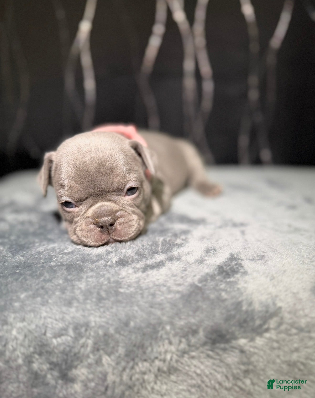 French Bulldog dogs TILLY - Ad 5