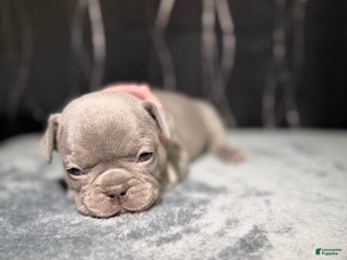 French Bulldog dogs TILLY - Ad 11