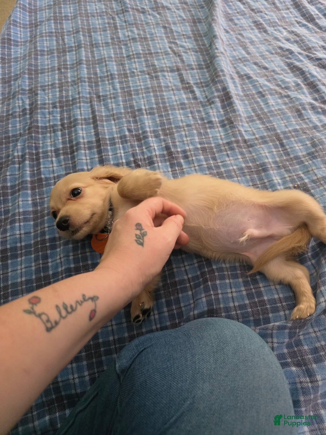 Miniature Dachshund dogs for sale: Luigi - Ad 7