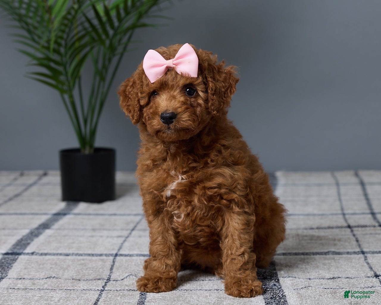 Mini Goldendoodle dogs for sale: Candie - Ad 3