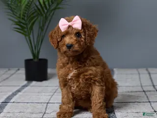 Mini Goldendoodle dogs for sale: Candie - Ad 3