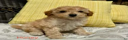 Toy Poodle dogs for sale: Honey  - Ad 9