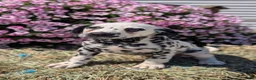 Dalmatian dogs for sale: Callie - Ad 6