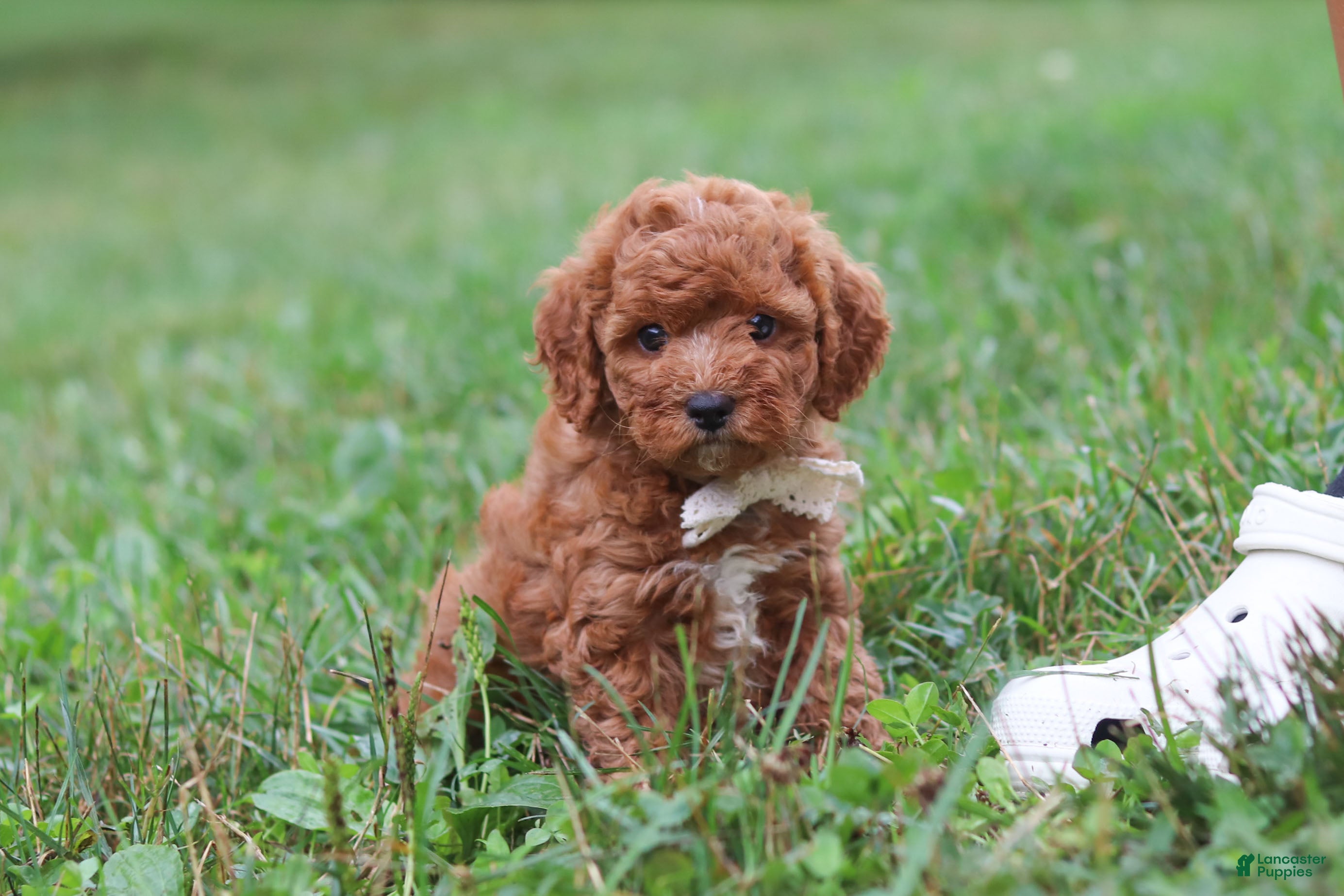 Cavapoo dogs Jordan - Ad 1