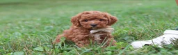 Cavapoo dogs for sale: Jordan - Ad 1
