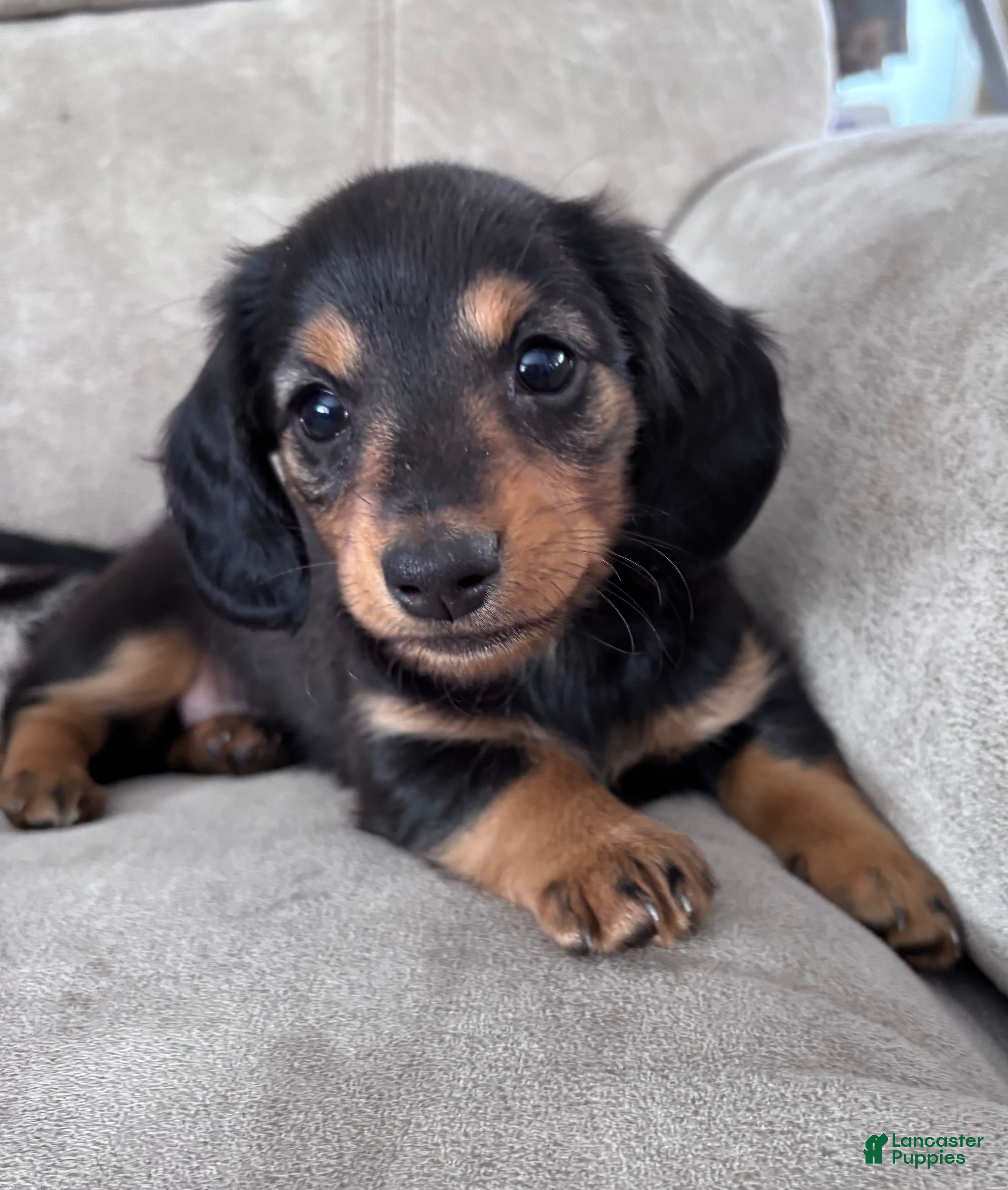 Miniature Dachshund dogs Raven - Ad 2