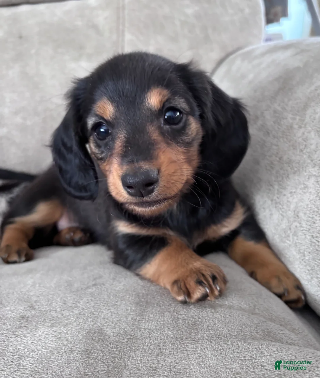 Miniature Dachshund dogs for sale: Raven - Ad 2
