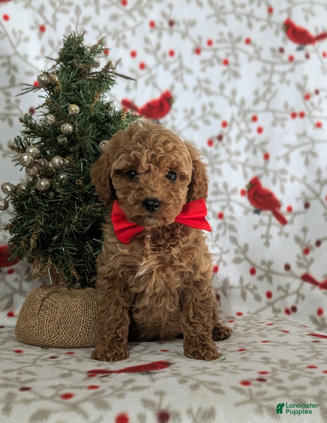 Miniature Poodle dogs for sale: Brogan - Ad 1