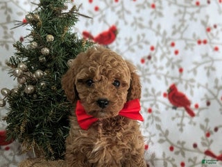 Miniature Poodle dogs Brogan - Ad 42