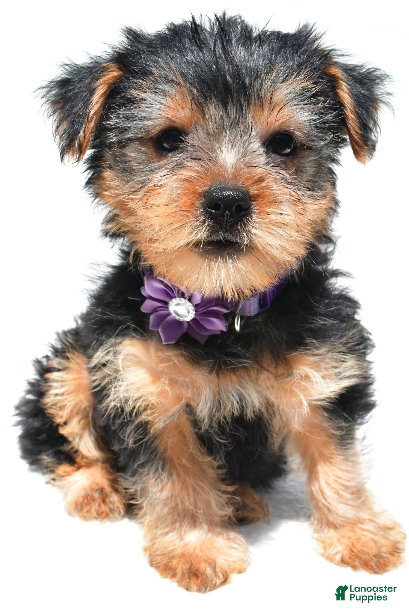 Yorkshire Terrier dogs Brooklyn - Ad 2