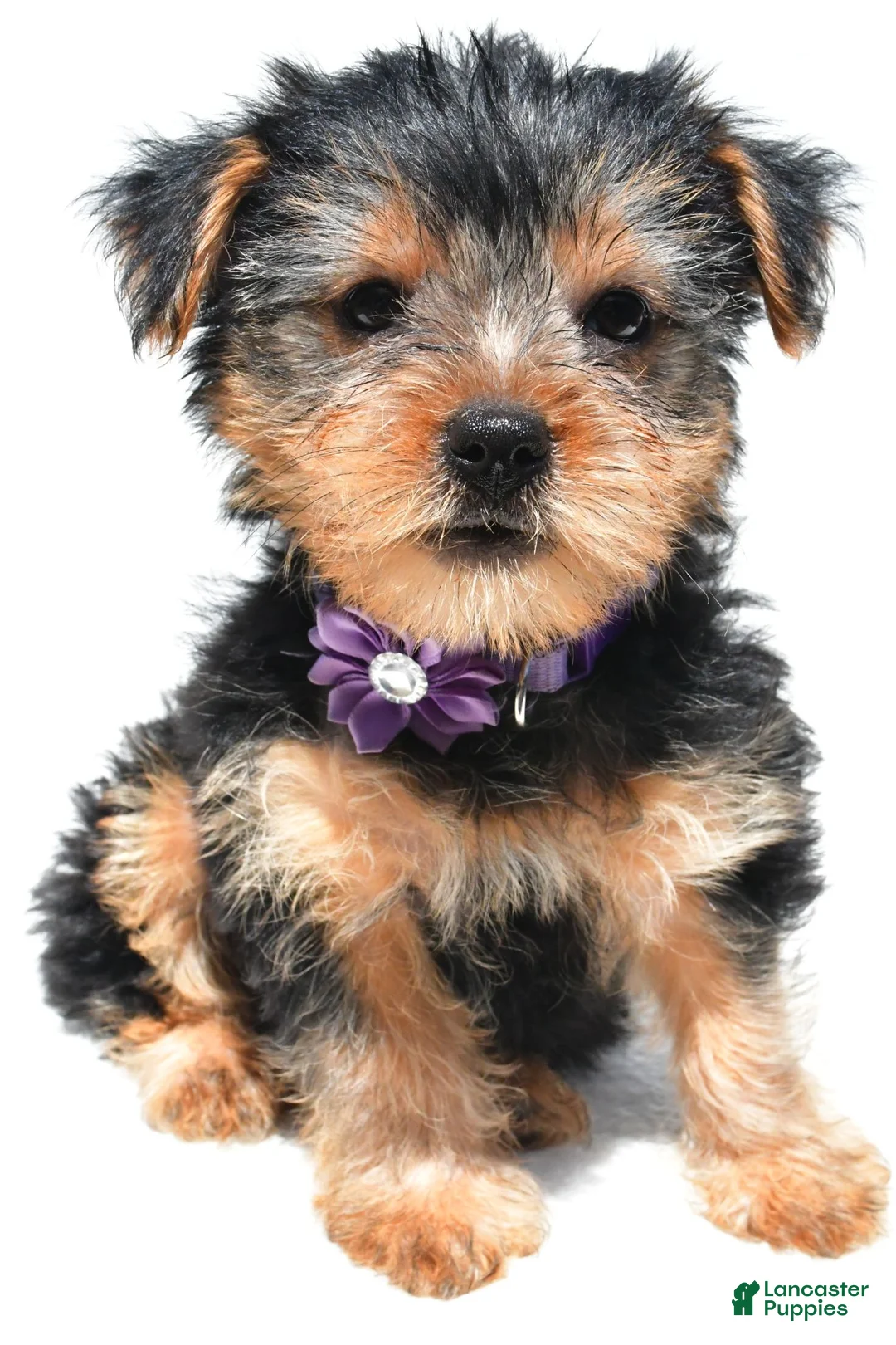 Yorkshire Terrier dogs for sale: Brooklyn - Ad 2