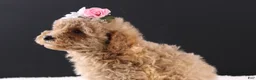 Shihpoo dogs for sale: Blossom - Ad 8