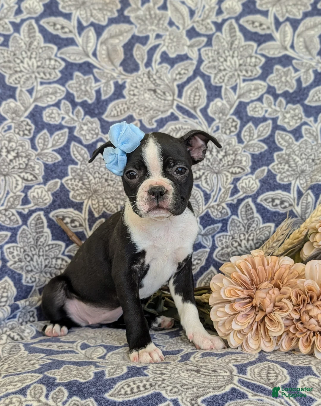 Boston Terrier dogs for sale: Sasha - Ad 1