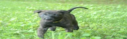 Dutch Shepherd dogs for sale: Jinx - Ad 8