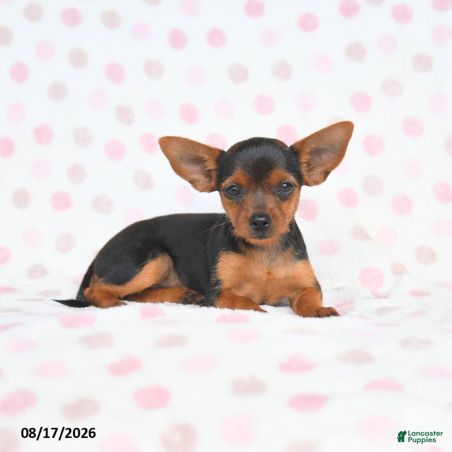 Yorkshire Terrier dogs Qwirkle - Ad 2