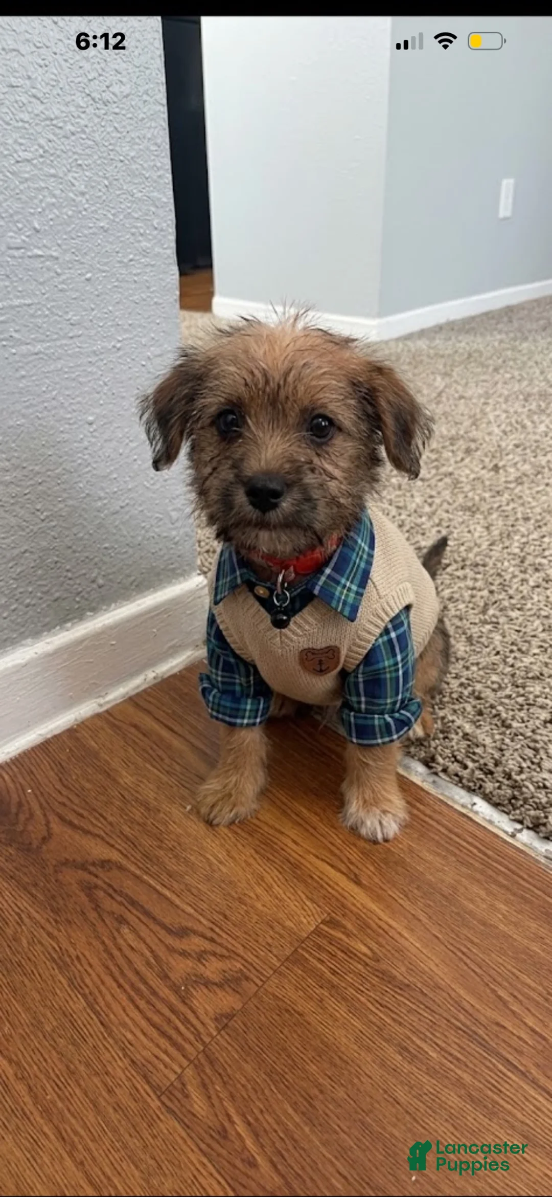 Yorkiepoo dogs for sale: Yorkiepoo 1 - Ad 2