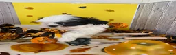 Shih Tzu dogs for sale: Shih Tzu 4 - Ad 12