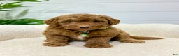 Mini Goldendoodle dogs for sale: Rio  🐶❤️‍🩹 - Ad 5