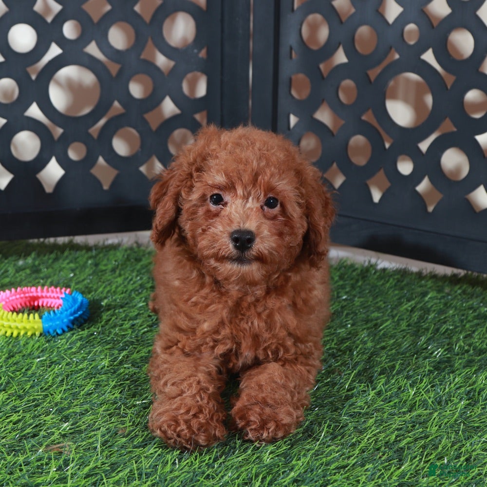 Miniature Poodle dogs Darla Sweet Red Female Poodle - Ad 1