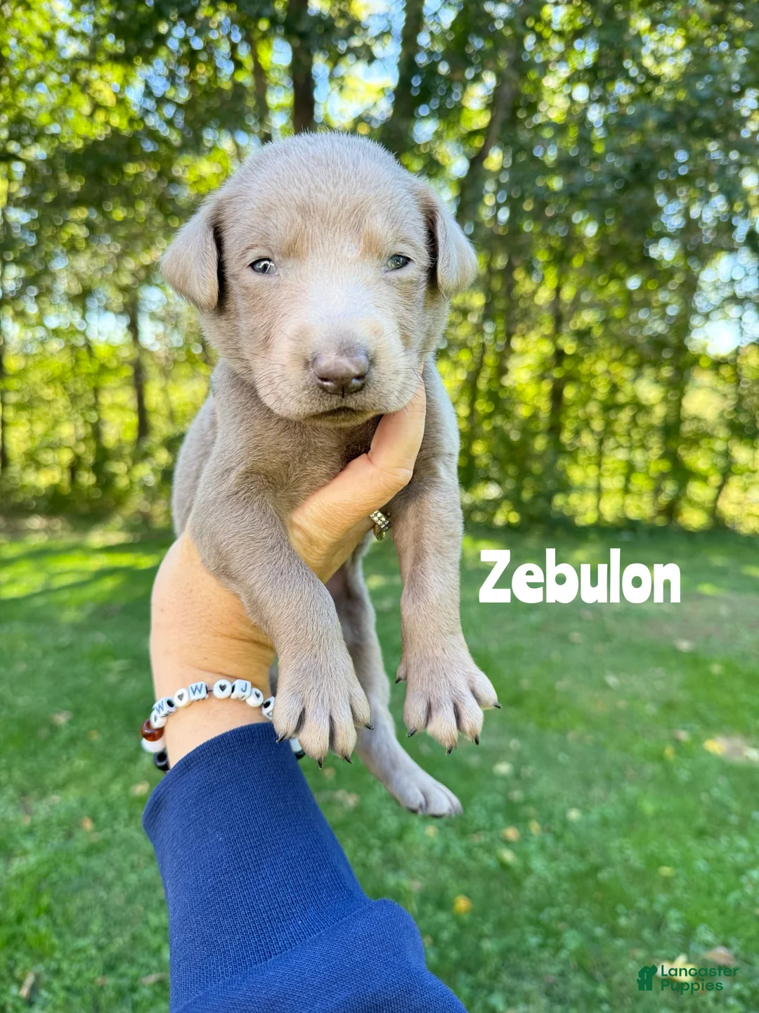 Labrador Retriever dogs for sale: Zebulon - Silver Male - Ad 2