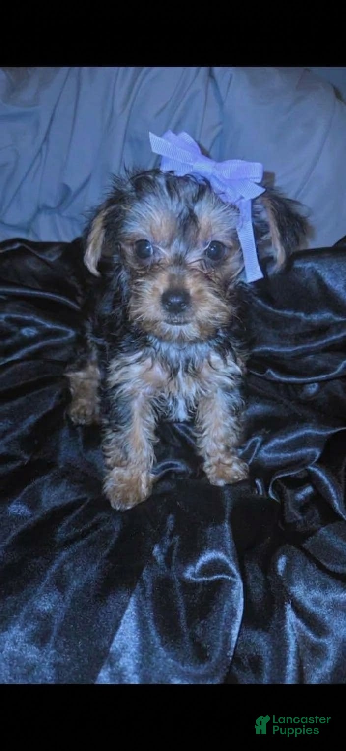 Yorkshire Terrier dogs for sale: Molly - Ad 1
