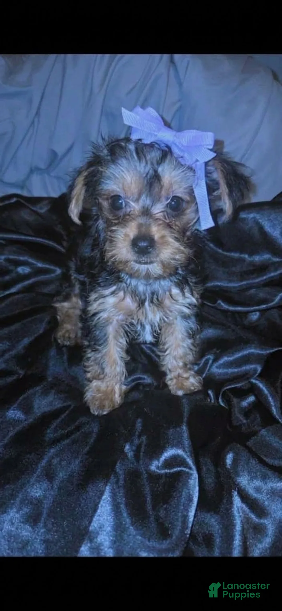 Yorkshire Terrier dogs for sale: Molly - Ad 1