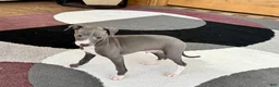 Italian Greyhound dogs for sale: Pj - Ad 10