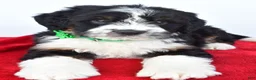 Mini Bernedoodle dogs for sale: Logan - Ad 6